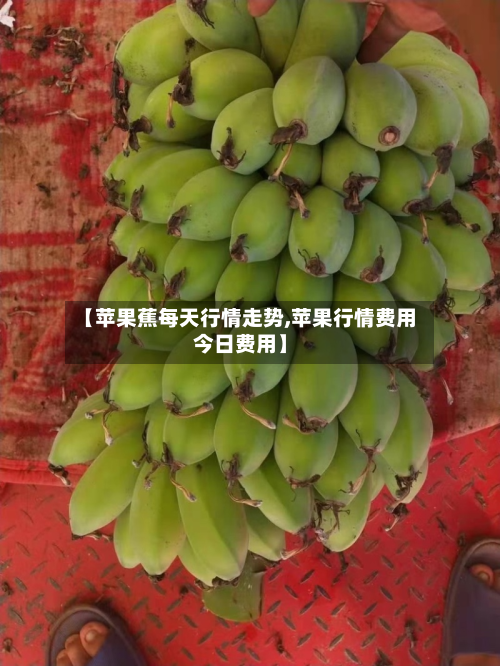 【苹果蕉每天行情走势,苹果行情费用今日费用】-第3张图片