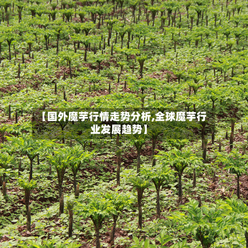 【国外魔芋行情走势分析,全球魔芋行业发展趋势】