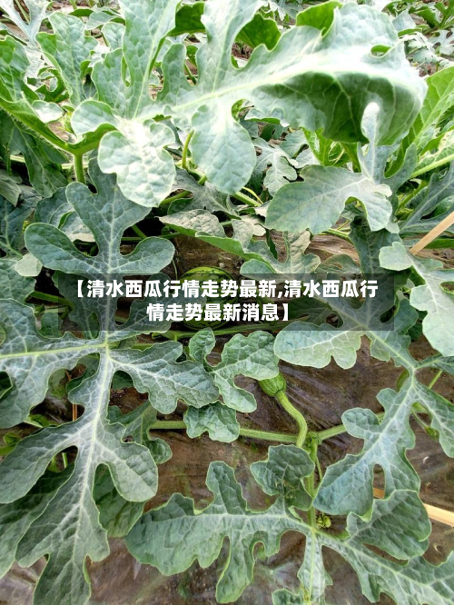【清水西瓜行情走势最新,清水西瓜行情走势最新消息】-第2张图片