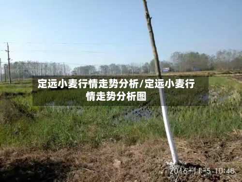 定远小麦行情走势分析/定远小麦行情走势分析图-第3张图片