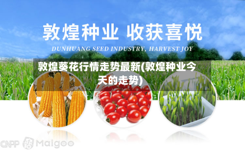 敦煌葵花行情走势最新(敦煌种业今天的走势)-第3张图片