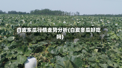 白皮东瓜行情走势分析(白皮冬瓜好吃吗)-第2张图片