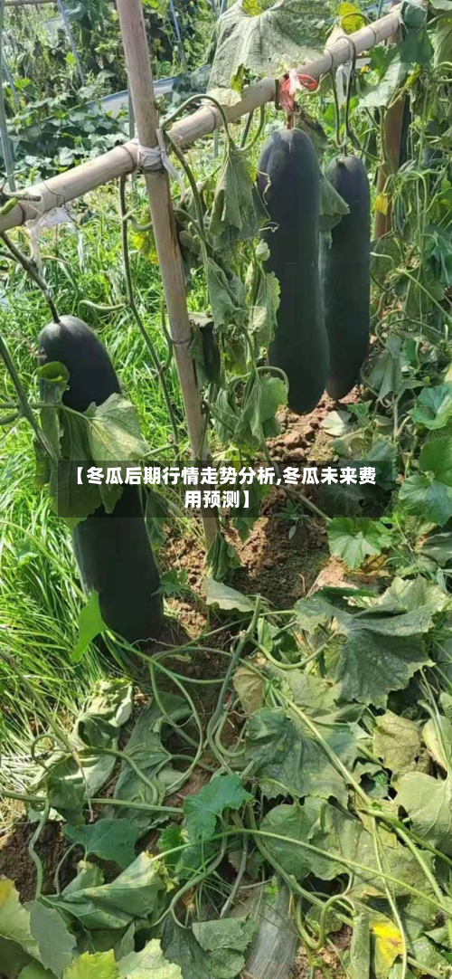 【冬瓜后期行情走势分析,冬瓜未来费用预测】