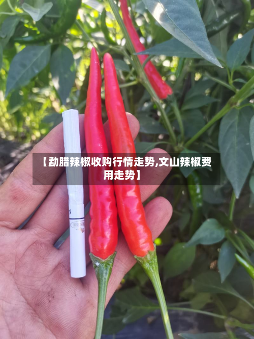 【勐腊辣椒收购行情走势,文山辣椒费用走势】