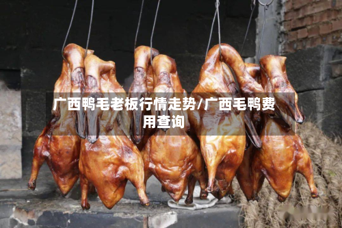 广西鸭毛老板行情走势/广西毛鸭费用查询