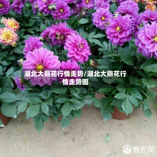 湖北大丽花行情走势/湖北大丽花行情走势图-第2张图片