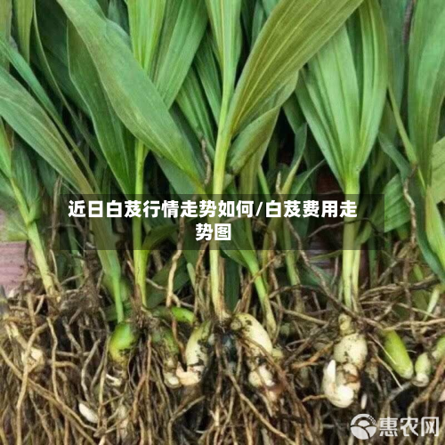 近日白芨行情走势如何/白芨费用走势图-第3张图片