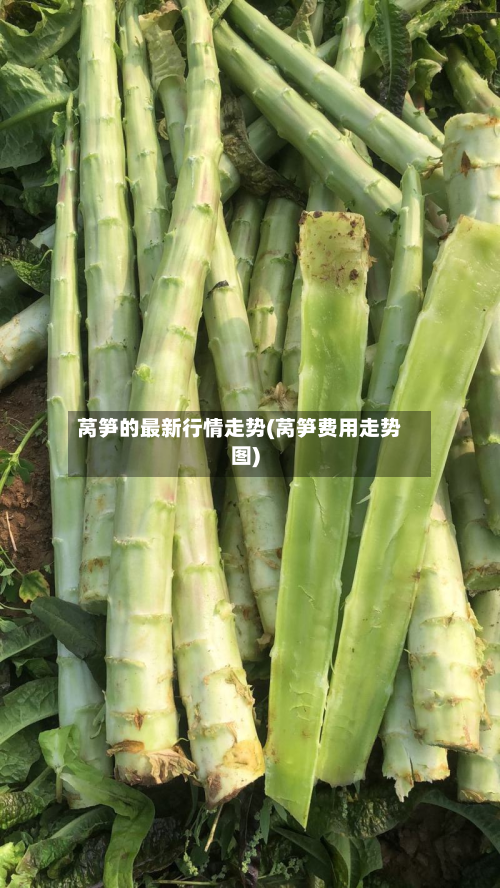 莴笋的最新行情走势(莴笋费用走势图)