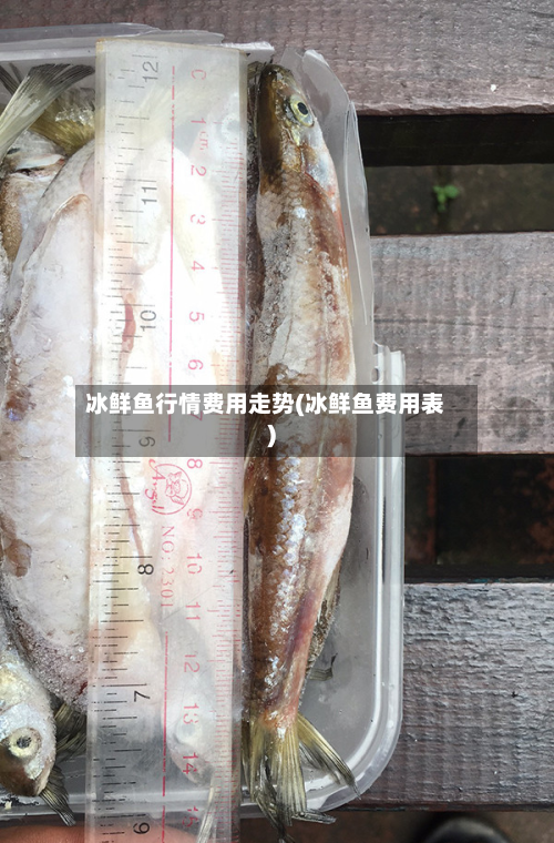 冰鲜鱼行情费用走势(冰鲜鱼费用表)