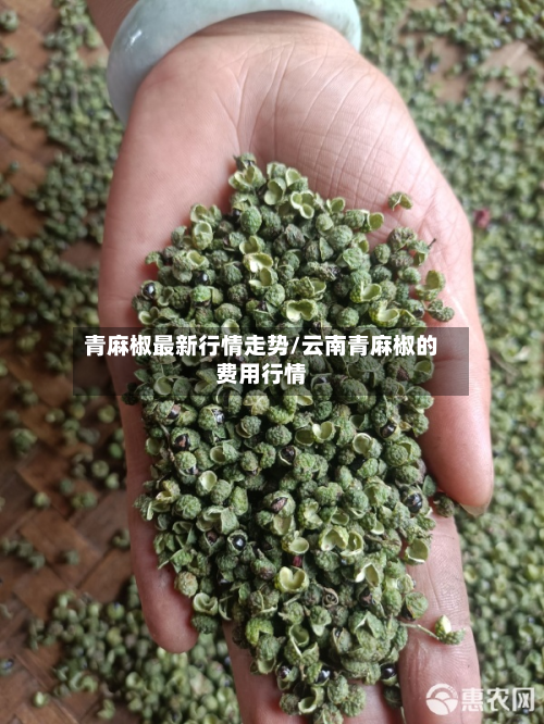 青麻椒最新行情走势/云南青麻椒的费用行情