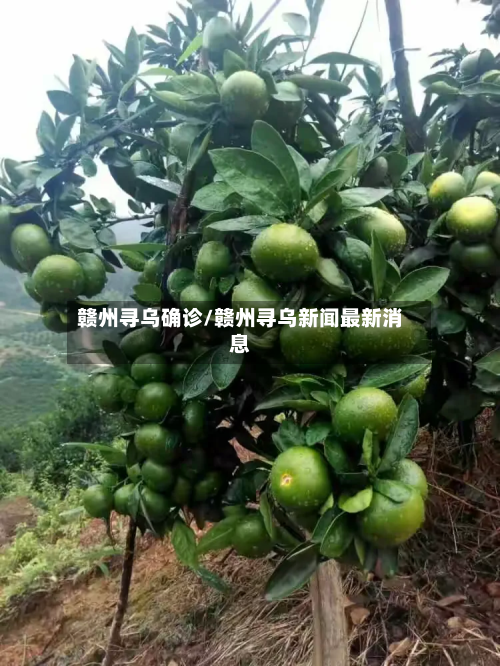 赣州寻乌确诊/赣州寻乌新闻最新消息