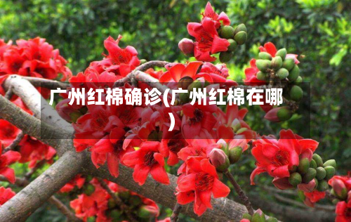 广州红棉确诊(广州红棉在哪)-第2张图片