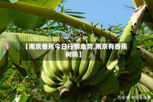 【南京香蕉今日行情走势,南京有香蕉树吗】-第2张图片