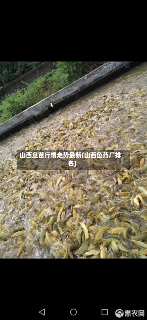 山西鱼苗行情走势最新(山西鱼药厂排名)-第2张图片