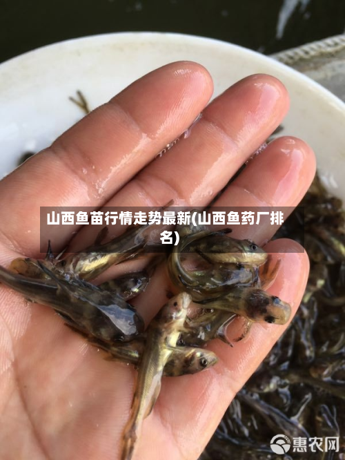 山西鱼苗行情走势最新(山西鱼药厂排名)