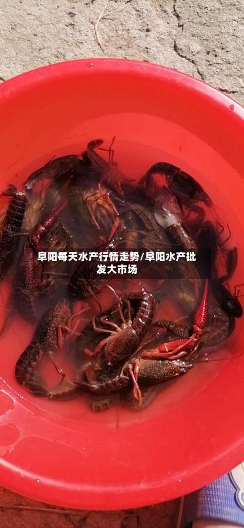 阜阳每天水产行情走势/阜阳水产批发大市场