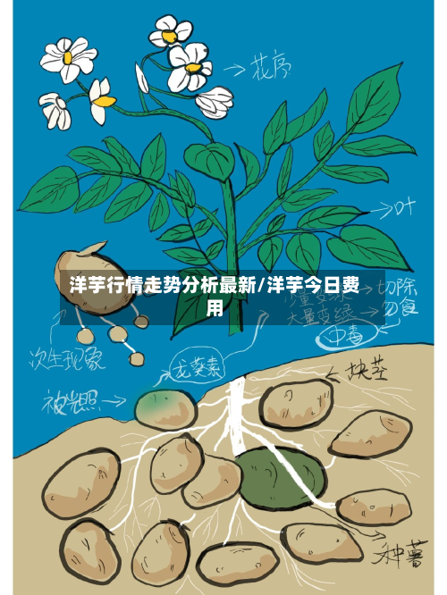 洋芋行情走势分析最新/洋芋今日费用