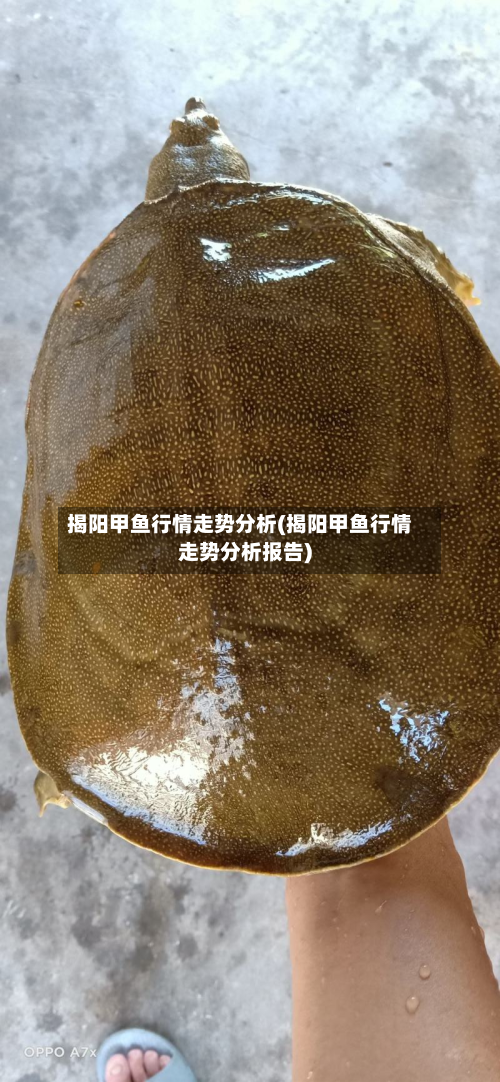 揭阳甲鱼行情走势分析(揭阳甲鱼行情走势分析报告)-第2张图片