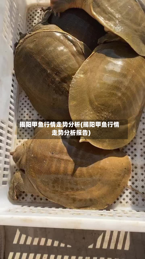 揭阳甲鱼行情走势分析(揭阳甲鱼行情走势分析报告)