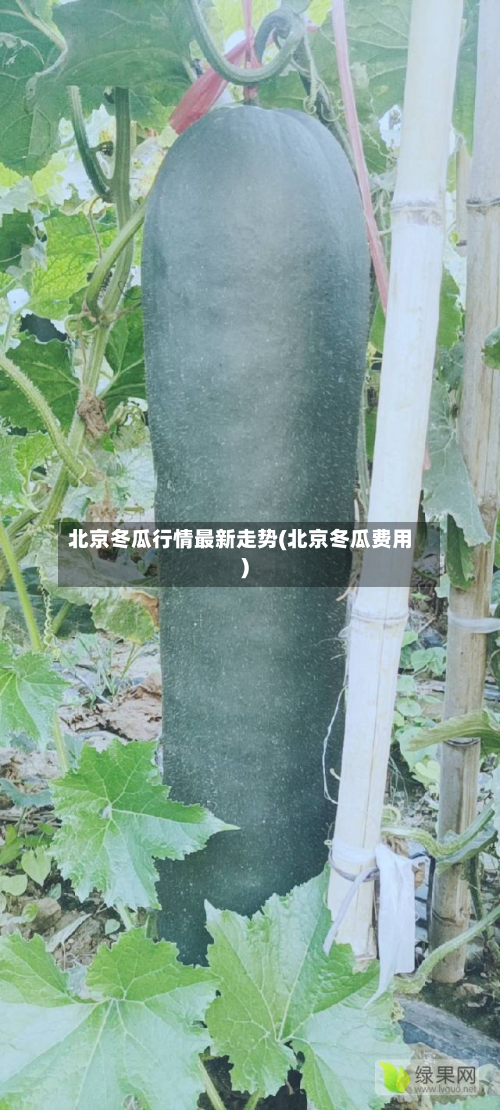 北京冬瓜行情最新走势(北京冬瓜费用)-第2张图片