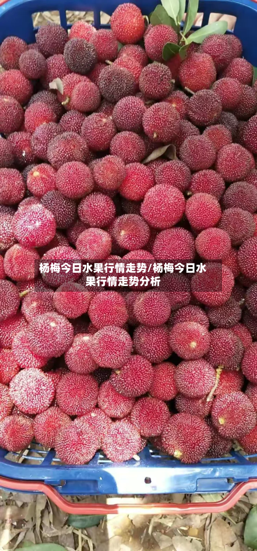 杨梅今日水果行情走势/杨梅今日水果行情走势分析-第2张图片