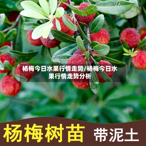杨梅今日水果行情走势/杨梅今日水果行情走势分析
