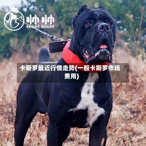 卡斯罗最近行情走势(一般卡斯罗市场费用)-第2张图片