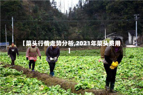 【菜头行情走势分析,2021年菜头费用】