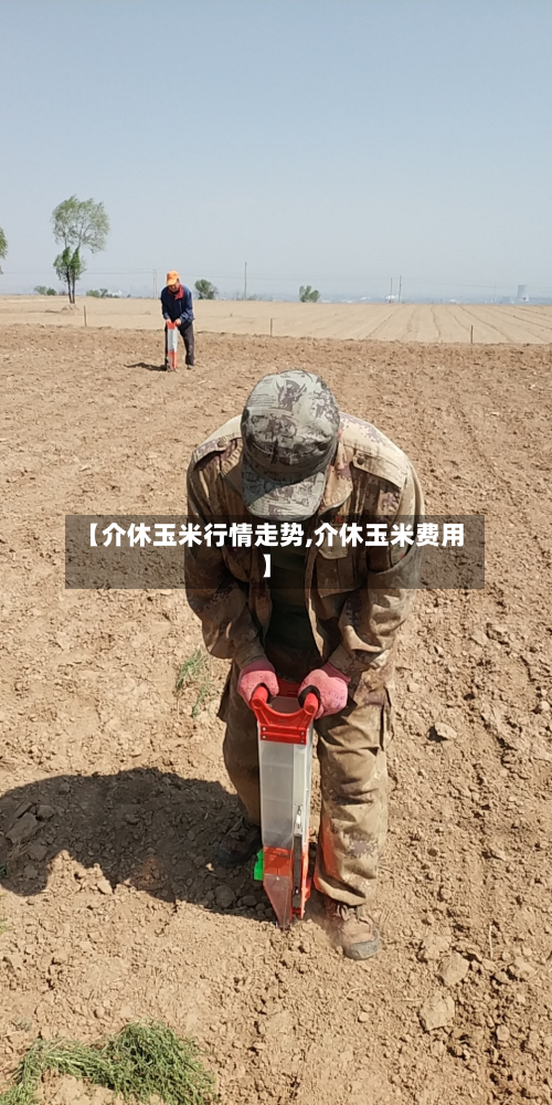 【介休玉米行情走势,介休玉米费用】