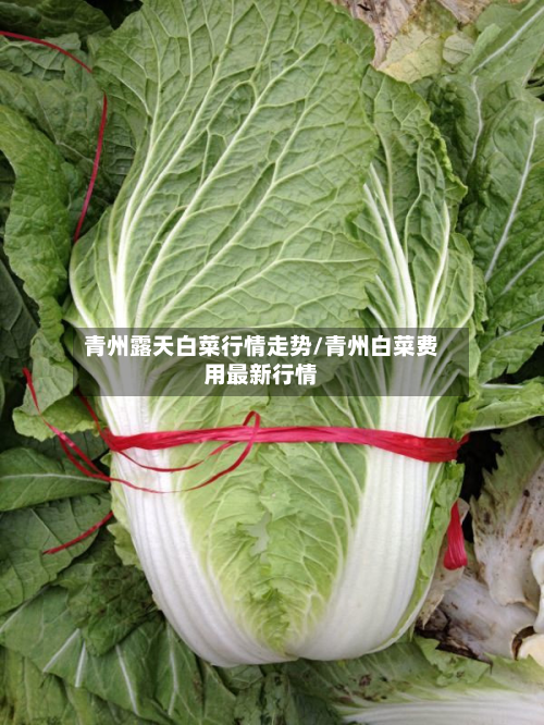 青州露天白菜行情走势/青州白菜费用最新行情