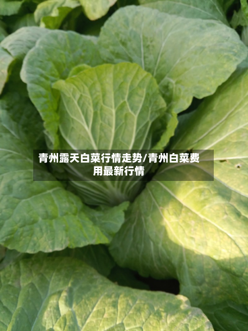 青州露天白菜行情走势/青州白菜费用最新行情-第2张图片