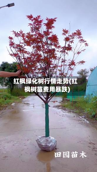 红枫绿化树行情走势(红枫树苗费用暴跌)