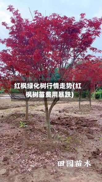 红枫绿化树行情走势(红枫树苗费用暴跌)-第3张图片