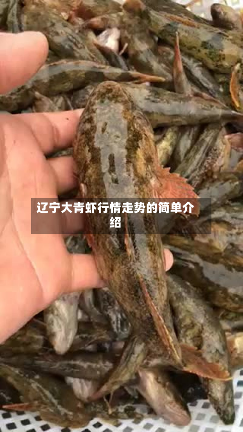 辽宁大青虾行情走势的简单介绍-第2张图片