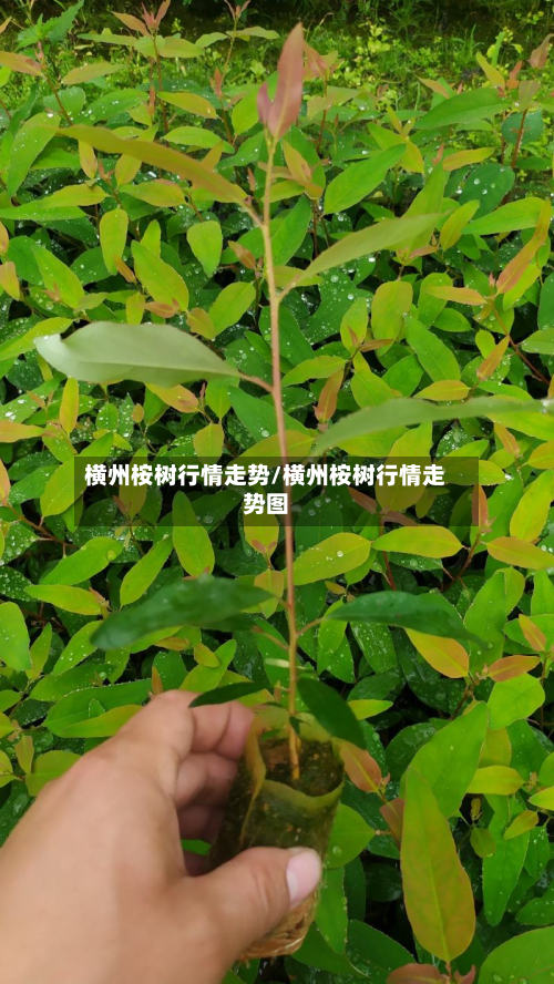 横州桉树行情走势/横州桉树行情走势图