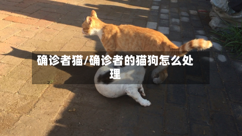 确诊者猫/确诊者的猫狗怎么处理