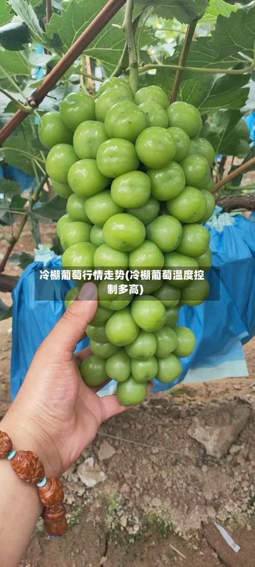 冷棚葡萄行情走势(冷棚葡萄温度控制多高)
