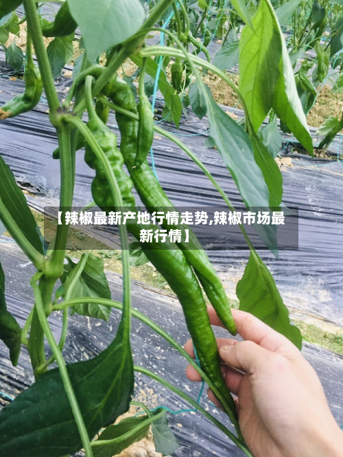 【辣椒最新产地行情走势,辣椒市场最新行情】