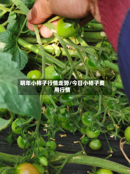 明年小柿子行情走势/今日小柿子费用行情