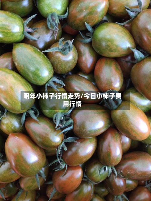 明年小柿子行情走势/今日小柿子费用行情-第3张图片