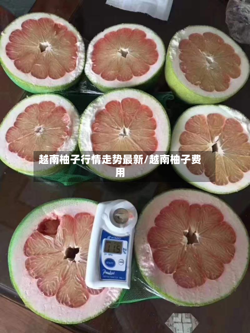 越南柚子行情走势最新/越南柚子费用