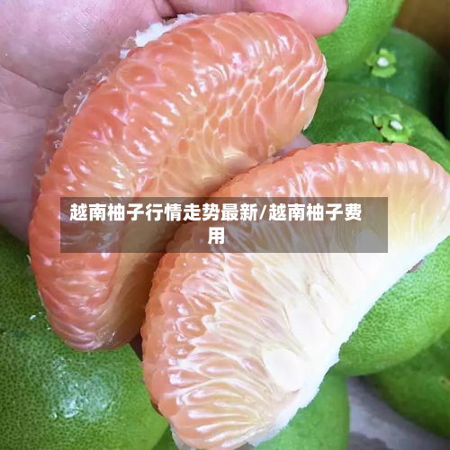 越南柚子行情走势最新/越南柚子费用-第2张图片