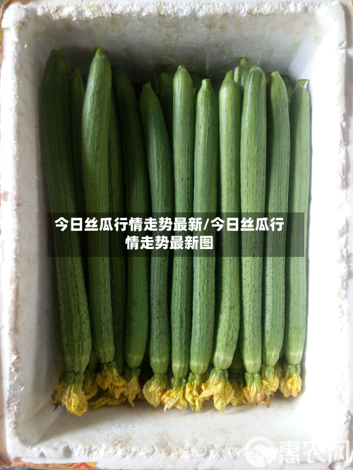 今日丝瓜行情走势最新/今日丝瓜行情走势最新图-第2张图片