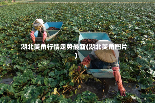 湖北菱角行情走势最新(湖北菱角图片)-第2张图片