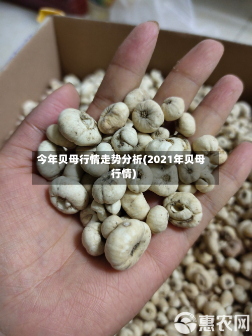 今年贝母行情走势分析(2021年贝母行情)