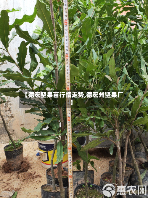 【德宏坚果苗行情走势,德宏州坚果厂】