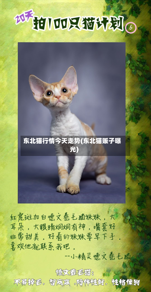 东北猫行情今天走势(东北猫贩子曝光)