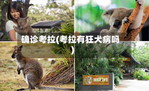 确诊考拉(考拉有狂犬病吗)