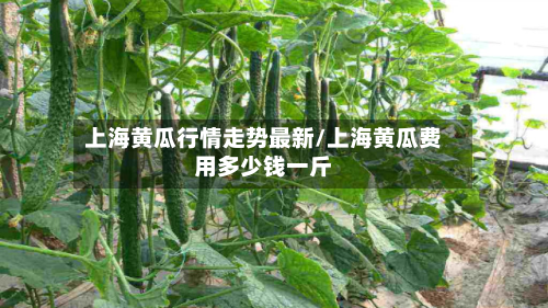 上海黄瓜行情走势最新/上海黄瓜费用多少钱一斤