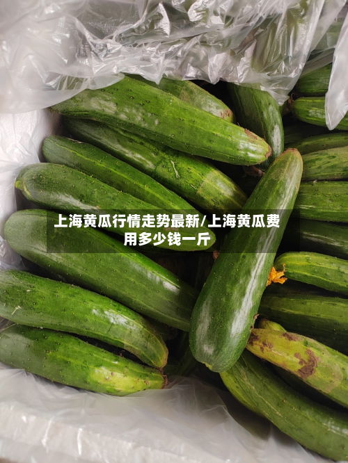上海黄瓜行情走势最新/上海黄瓜费用多少钱一斤-第2张图片